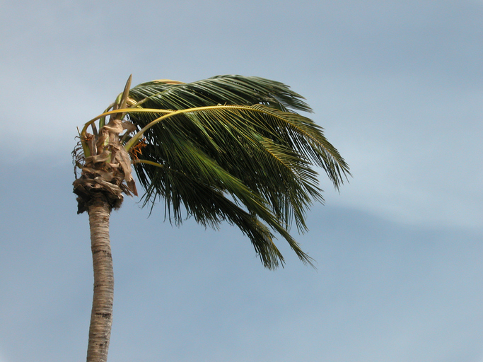 Palm Tree Windblown In Hurricane